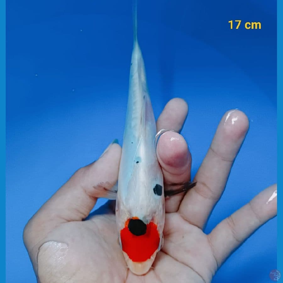 TANCHO 17 cm
