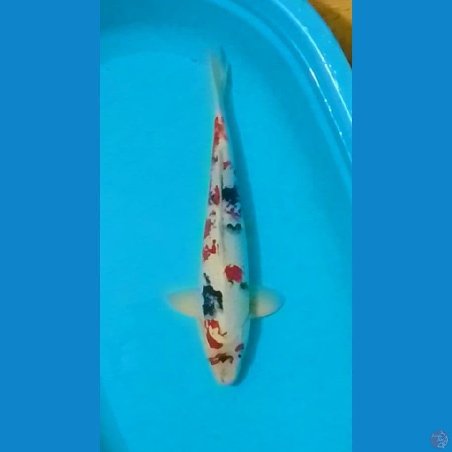 50cm Kindai Showa (M)