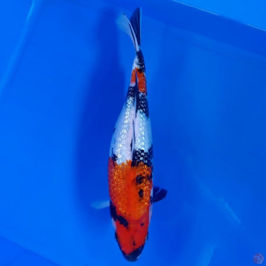 TOYAMA - SHOWA GINRIN 32CM