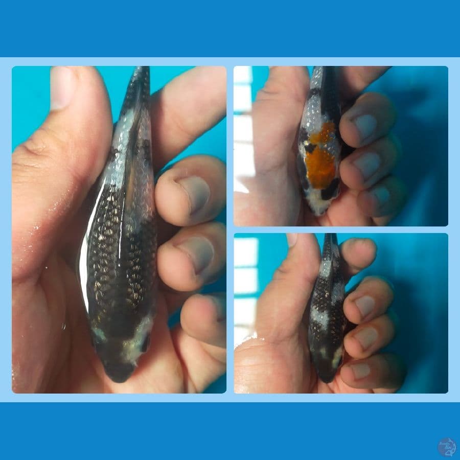 spesial paket gindrin padat,size 11 cm