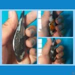 spesial paket gindrin padat,size 11 cm
