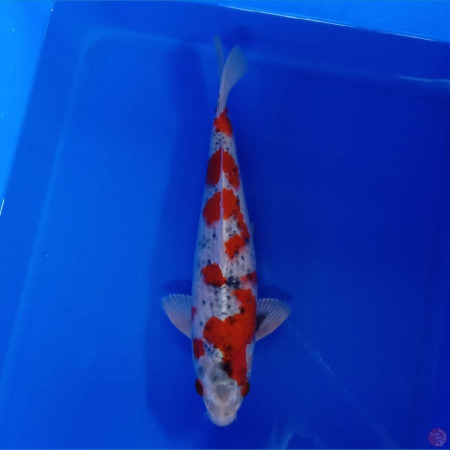 TOYAMA - GOSHIKI 34CM
