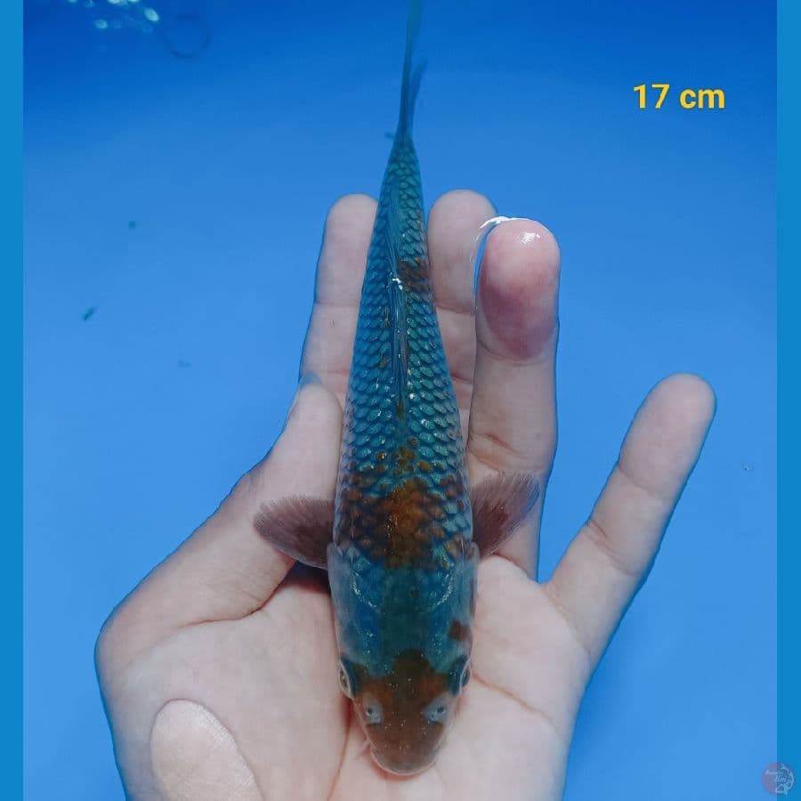sisik timbul 17 cm