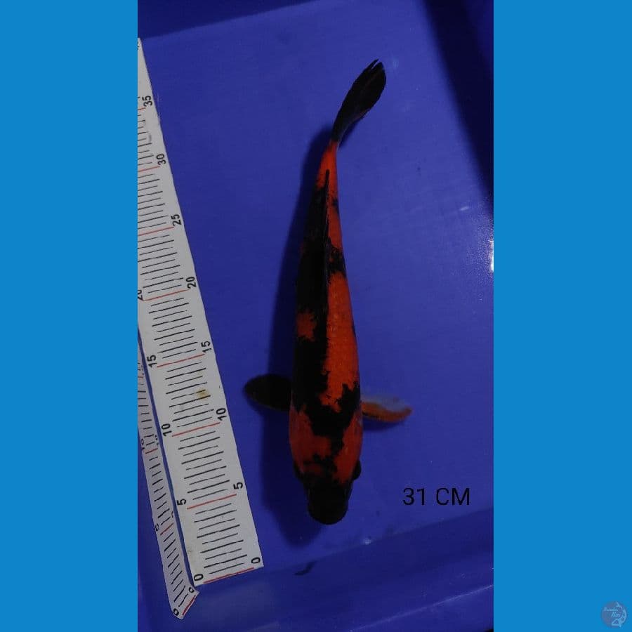 hi Utsuri 31cm