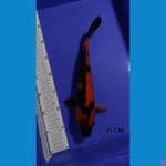 hi Utsuri 31cm