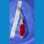 Sanke 46 cm Super Red