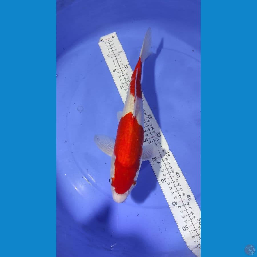 Nidan Kohaku merah strong 41 cm