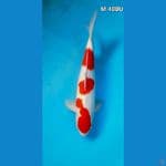 Kohaku SQ MALE 40CM