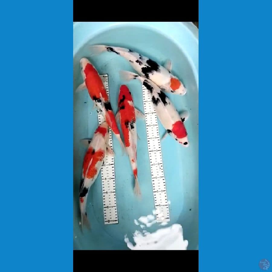 showa 5ekor 40-44cm