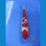 Redy for Show Ginrin Kohaku 30 CM