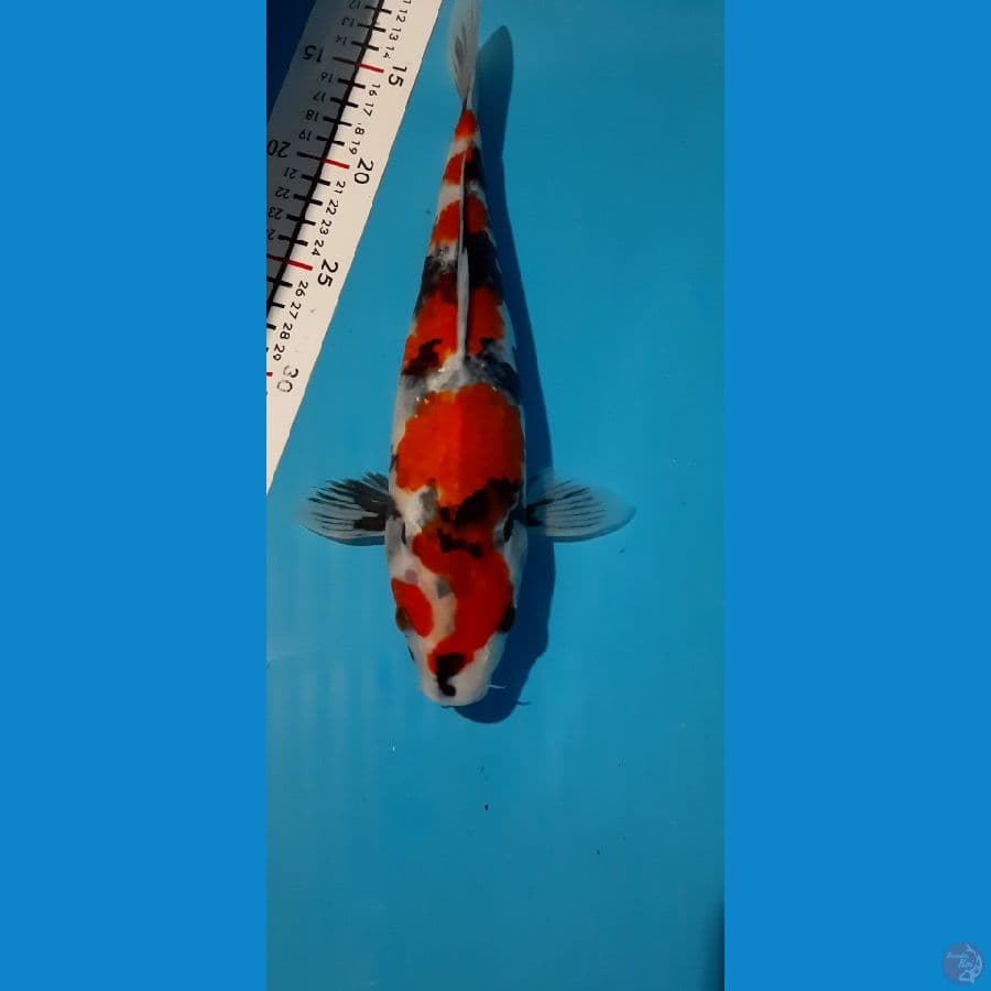 SHOWA 30CM FEMALE