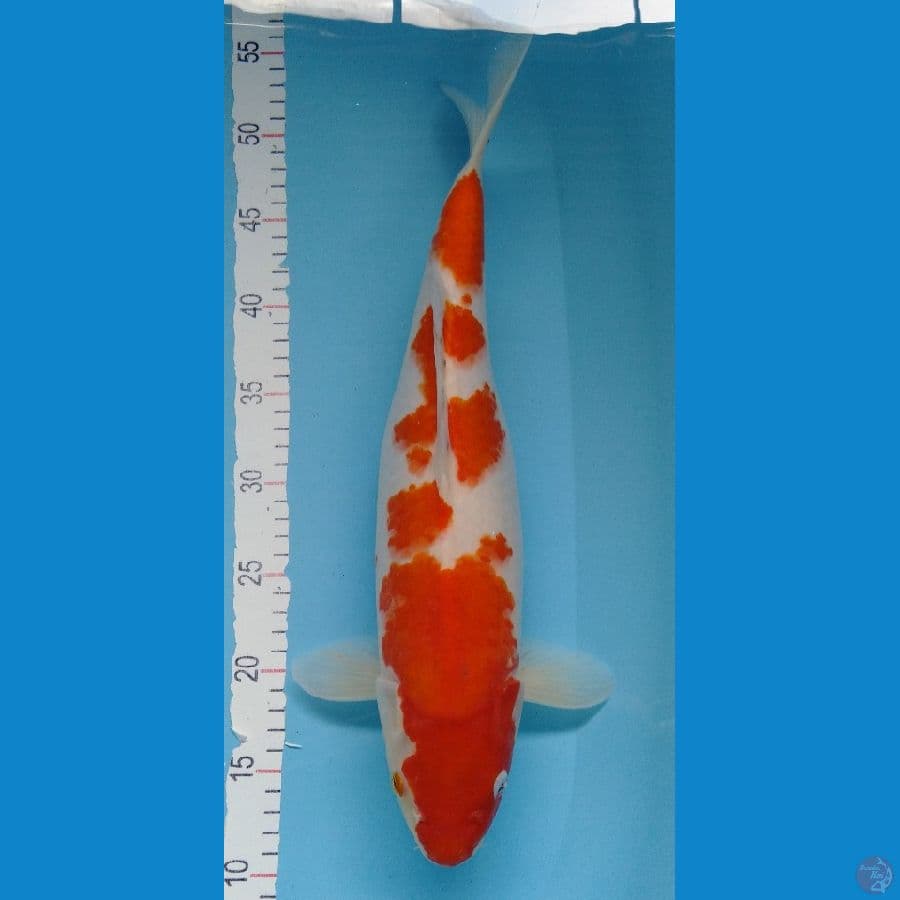 Kohaku jumbo body bulky F 44cm