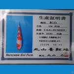 Kohaku "Maruyama" 45bu + Certy ( import)