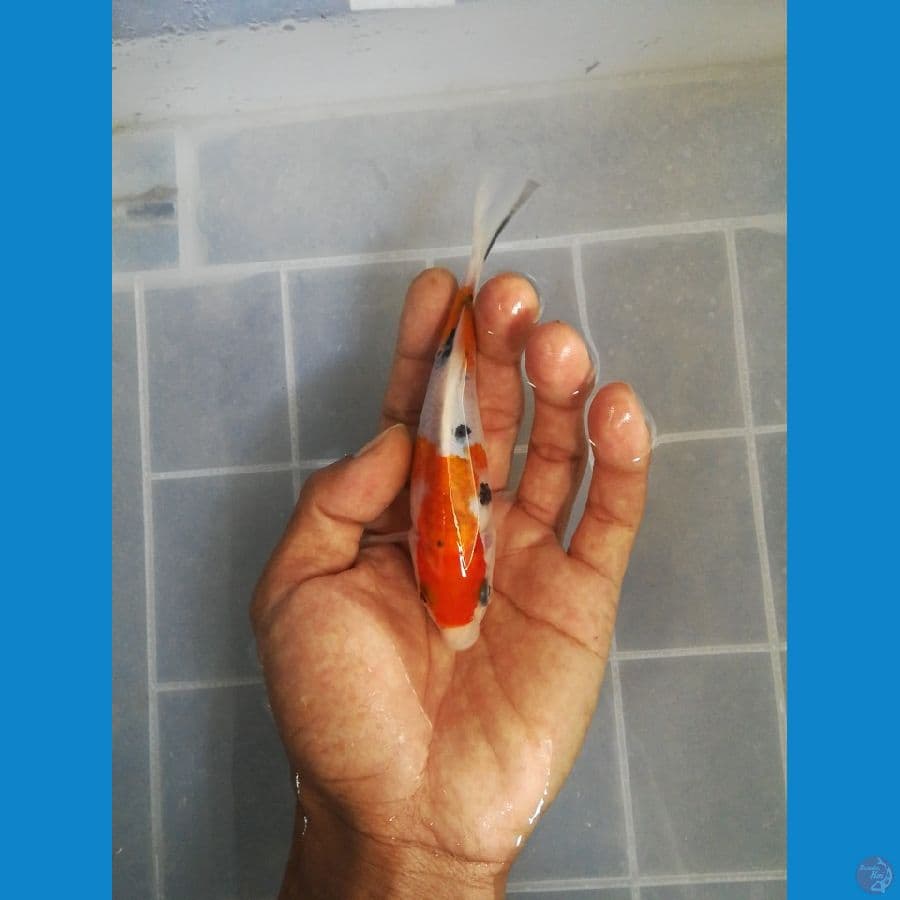 15cm sanke