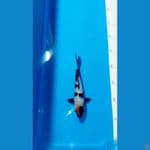 tancho showa size 18cm
