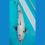 40cm showa ginrin