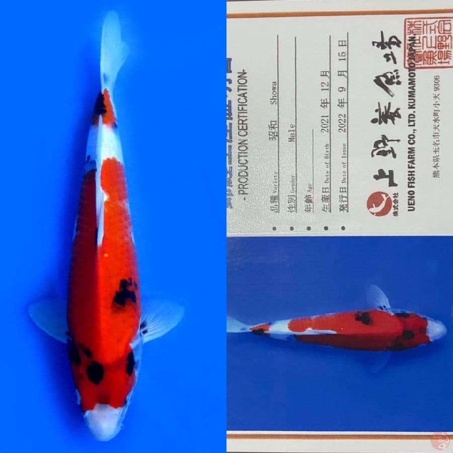 SHOWA UENO IMPORT 33CM