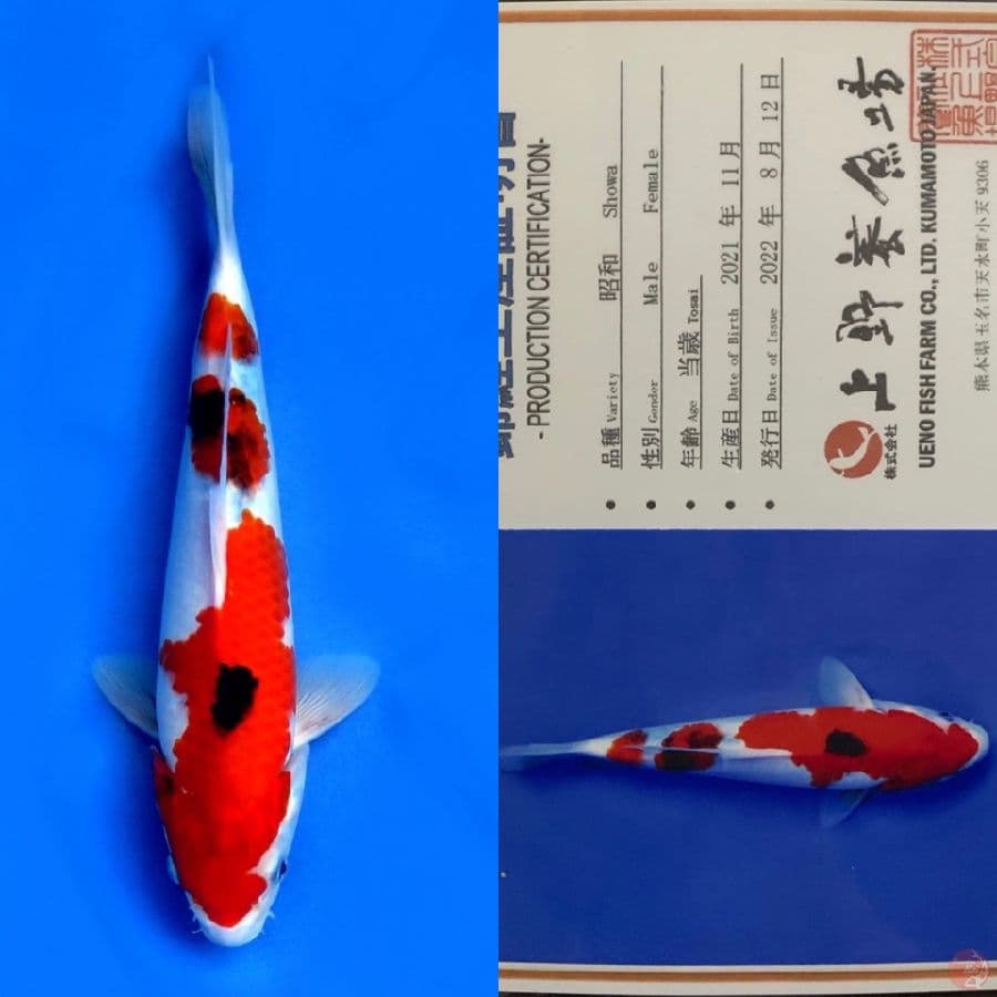 SHOWA UENO IMPORT 32CM 