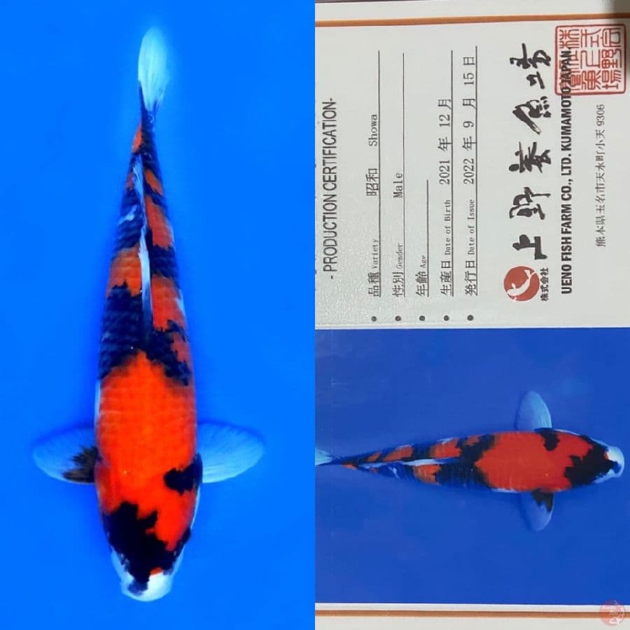 SHOWA UENO IMPORT 38CM