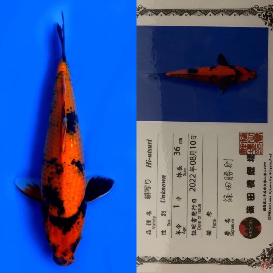 HI UTSURI SHINODA IMPORT 36CM