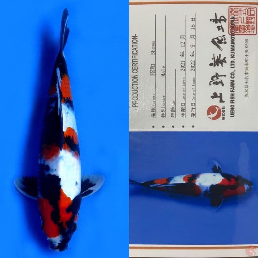SHOWA SQ UENO IMPORT 32CM