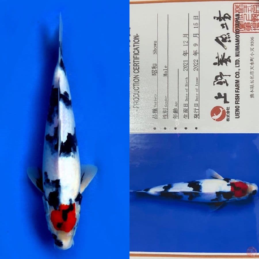 TC SHOWA SQ UENO IMPORT 31CM