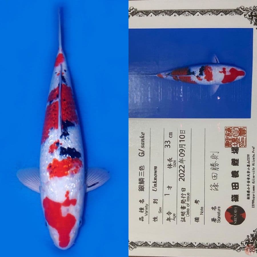 GINRIN SQ SHINODA IMPORT 33CM