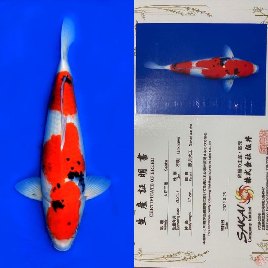 SANKE HQ SAKAI IMPORT 47CM
