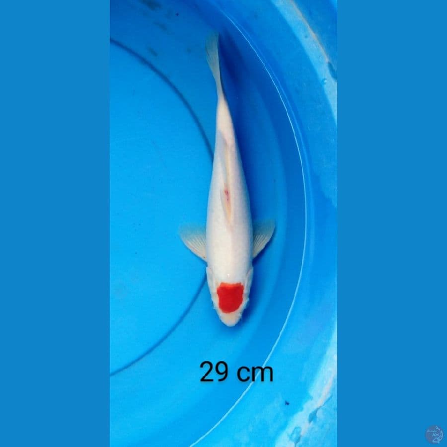tancho 29 cm