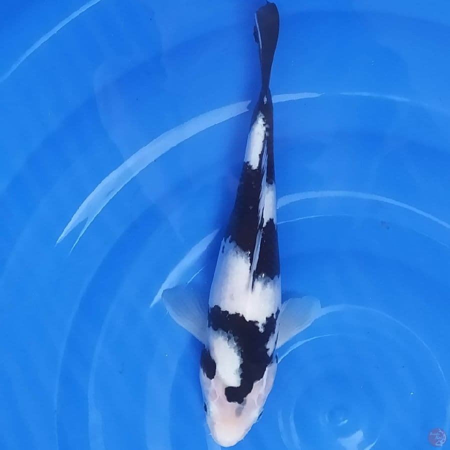 Shiro 35cm