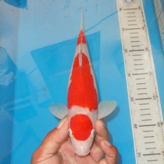 3 STEP KOHAKU BALANCE