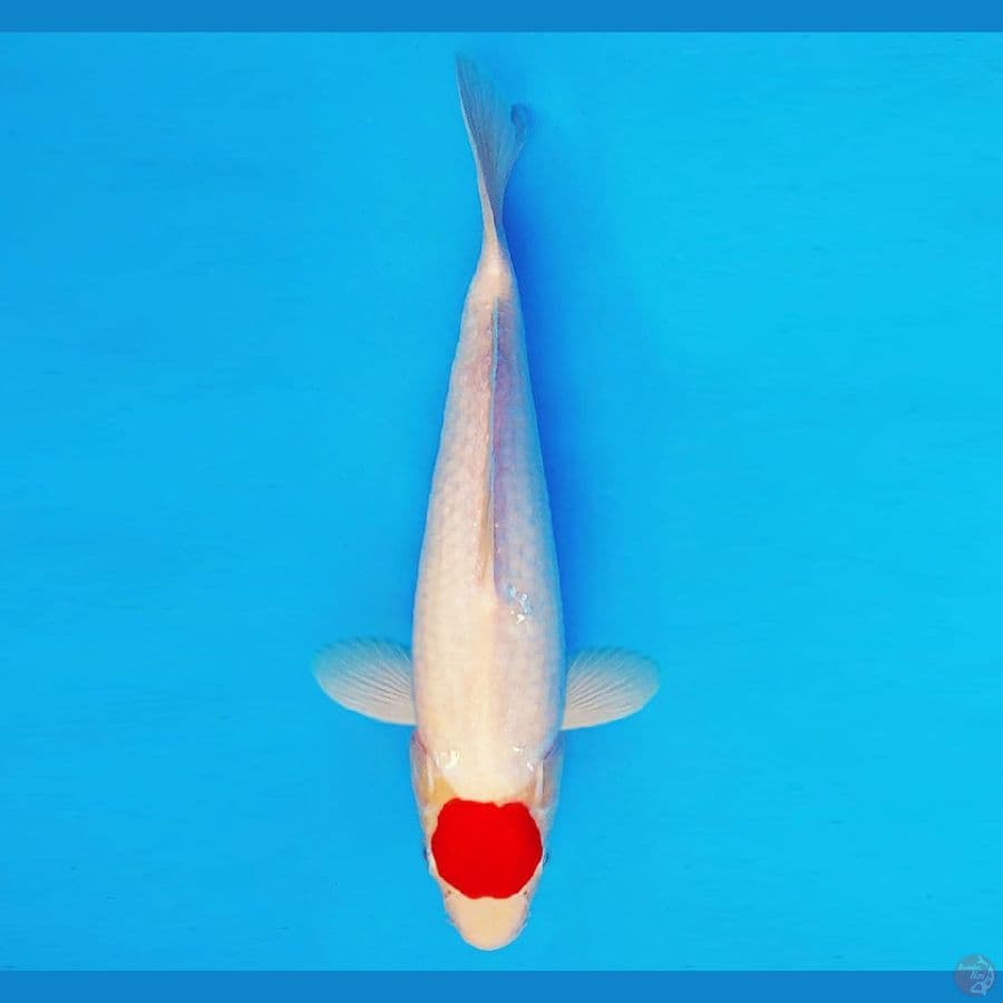 AMATERASU 15 ~ ORIGINAL TANCHO 31 cm/male ™