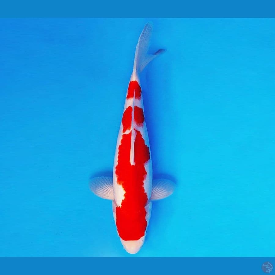 AMATERSU 17 ~ KOHAKU 29 cm/male ™