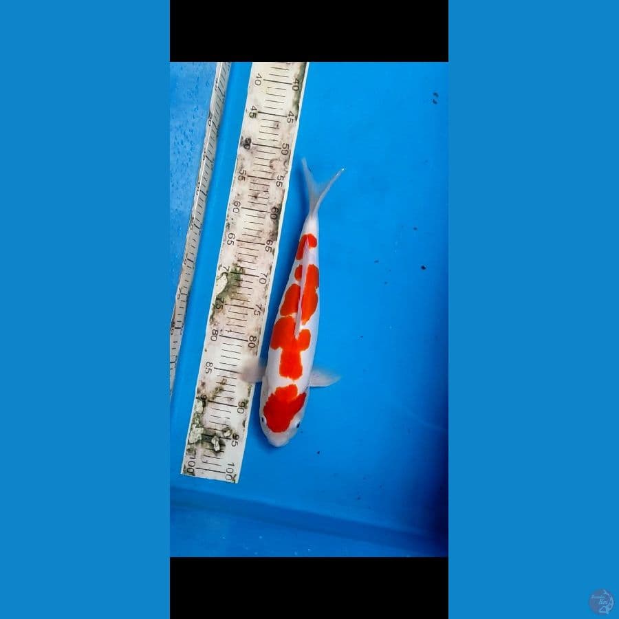 KOHAKU DOITSU MURNI JUMBO 4STEP ORI 45cm