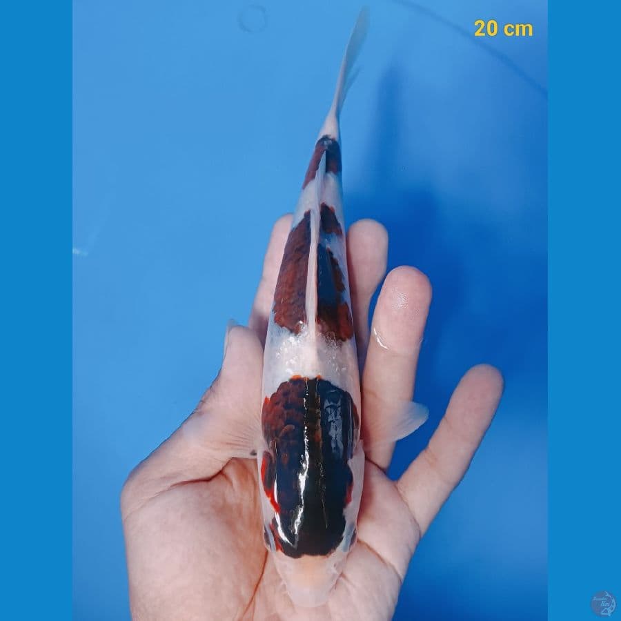 ready 20 cm