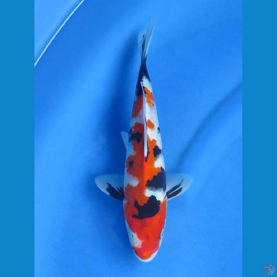 28cm - HQ Showa Original 