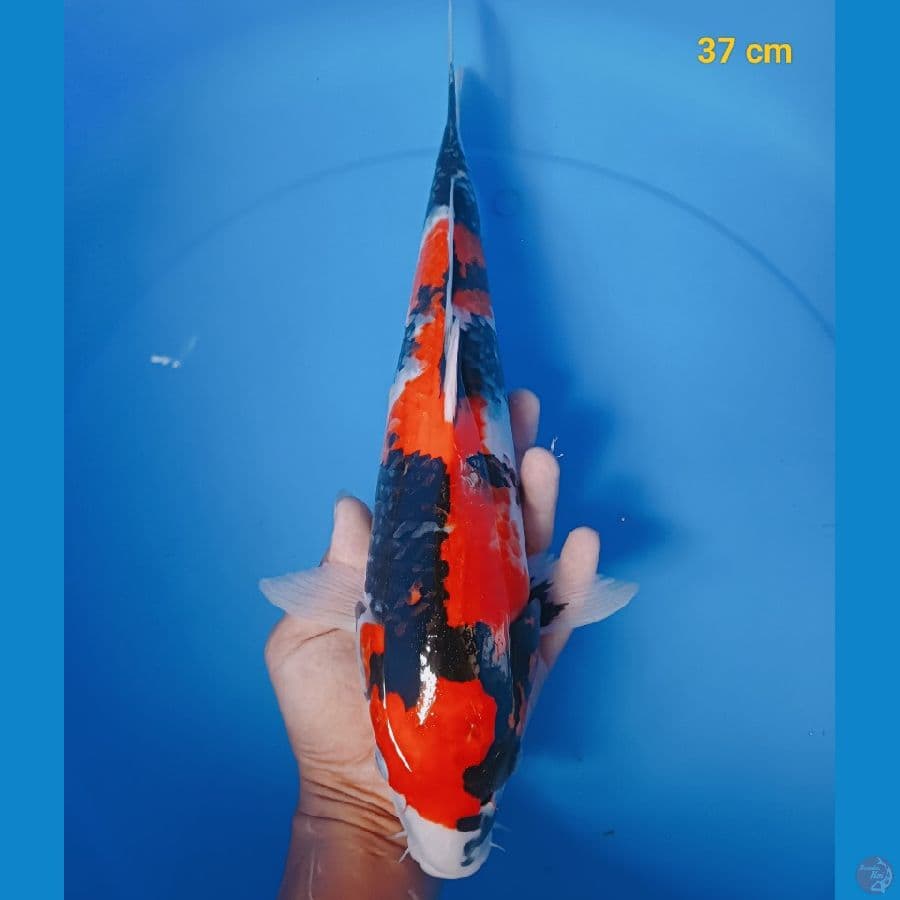 SQ showa 37 cm