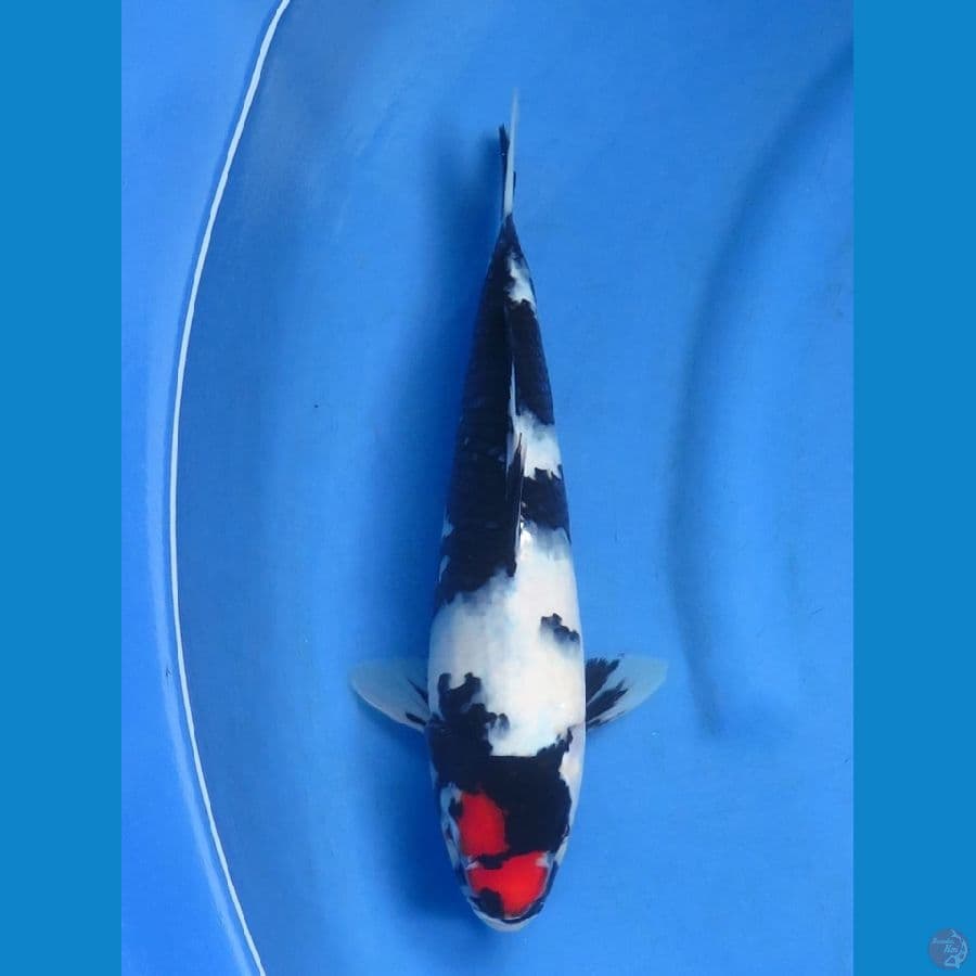 33cm  - Tancho Showa Ori 