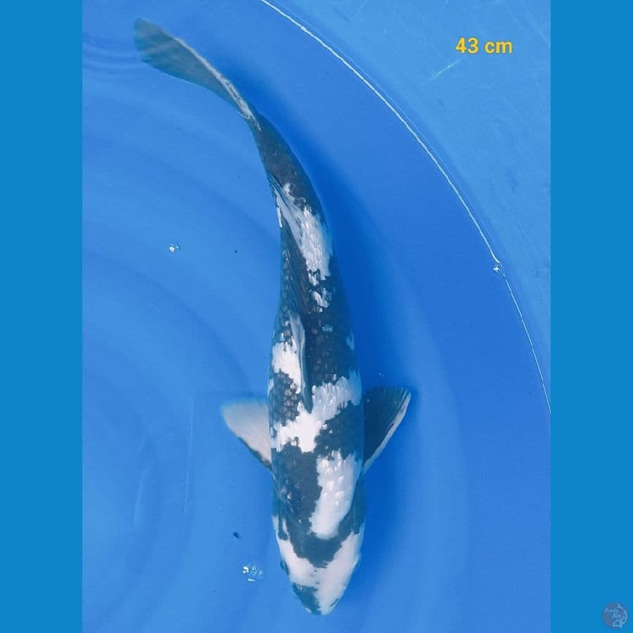 SQ shiro 43 cm