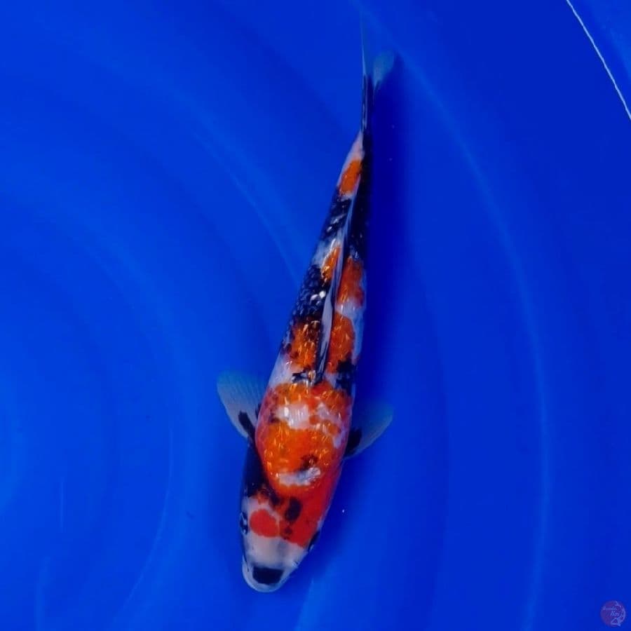 Koi Import Jepang Ginrin Showa (Sertifikat Tanaka) 34cm