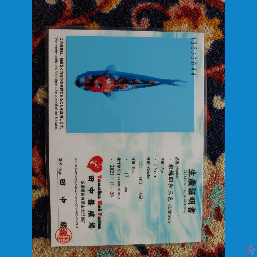 Koi Import Jepang Ginrin Showa (Sertifikat Tanaka) 34cm