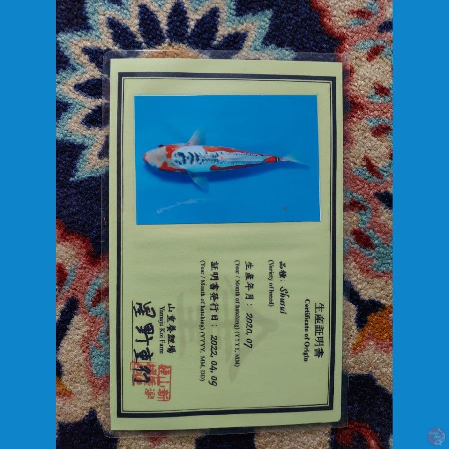 Koi Import Jepang Shusui (Sertifikat Yamaju) 40cm
