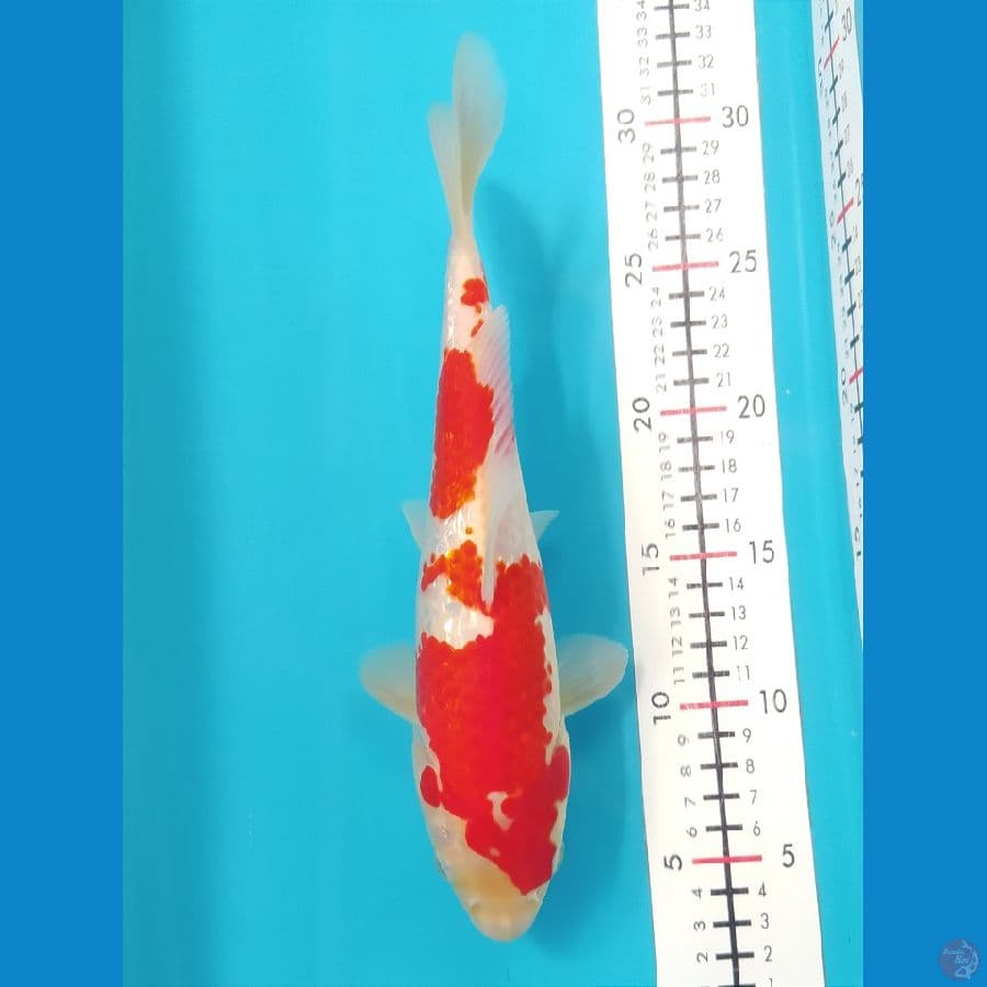 KOHAKU GINRIN 26CM FEMALE