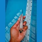SHIRO GINRIN BAHAN KEP 16CM