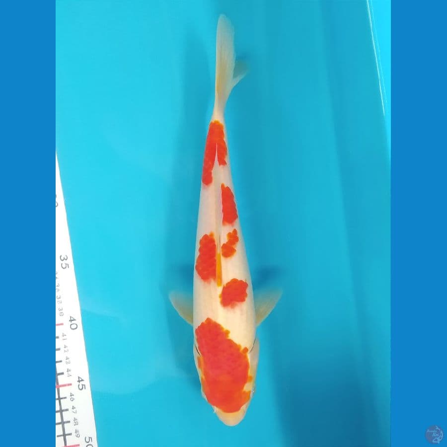 KOHAKU 29CM FEMALE