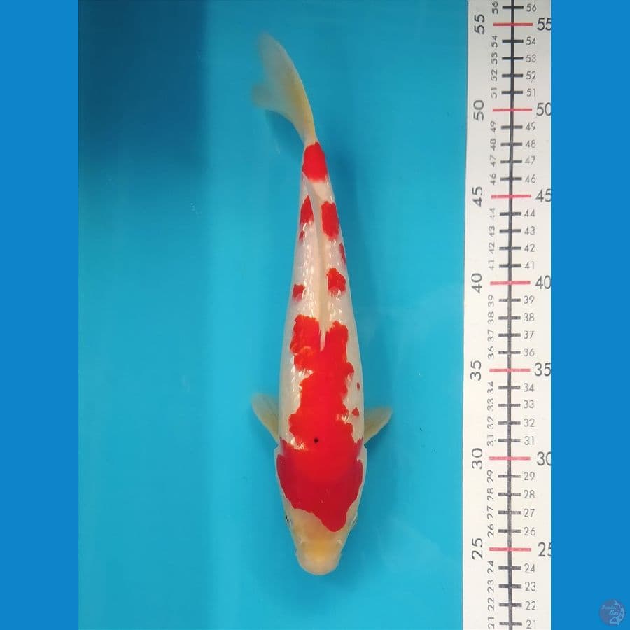 SANKE GINRIN 27CM FEMALE