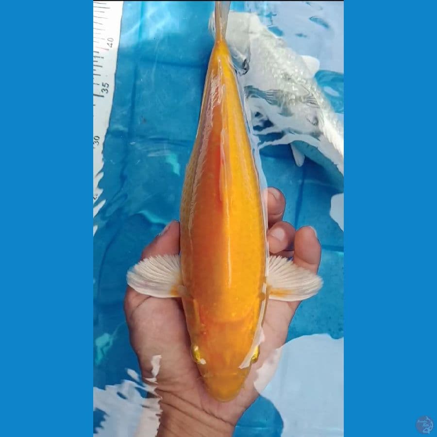 25cm yamabuki ogon