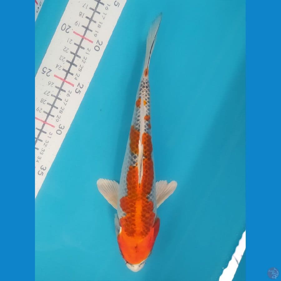 KUJAKU 26CM FEMALE