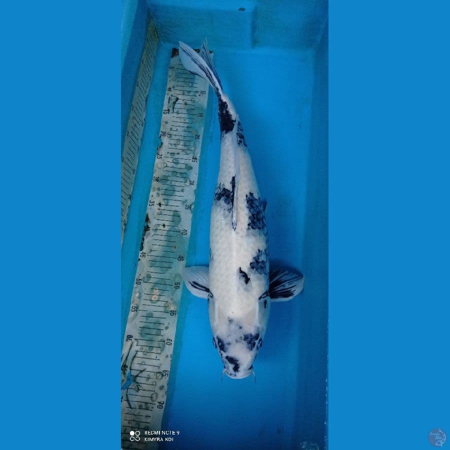 shiro 63cm