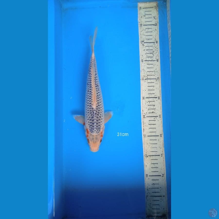 asagi 31cm